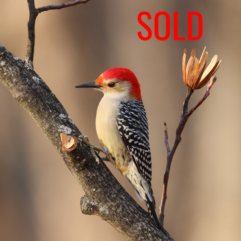 SOLD